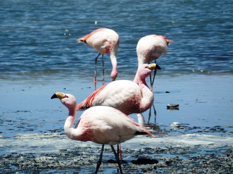 SAMSUNG CAMERA PICTURES